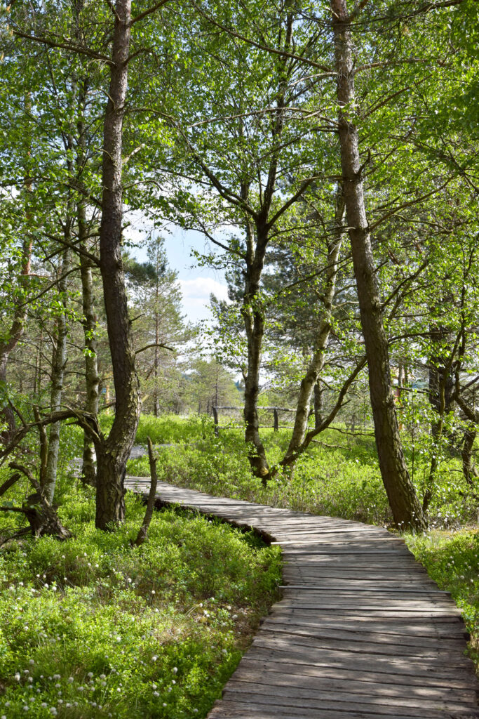 Holzweg durch das Moor umgeben von Bäumen.