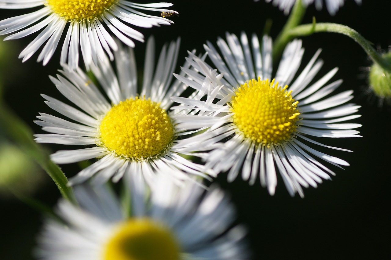 turan annual, erigeron annuus, flowers, white flowers, white daisies, bloom, flora, nature, beautiful flowers, plants, gardens, weed, white flowers, weed, weed, flower background, flower wallpaper, weed, weed, weed