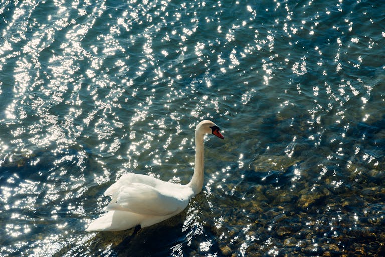 A serene white swan glides through shimmering waters in Basel, Switzerland.