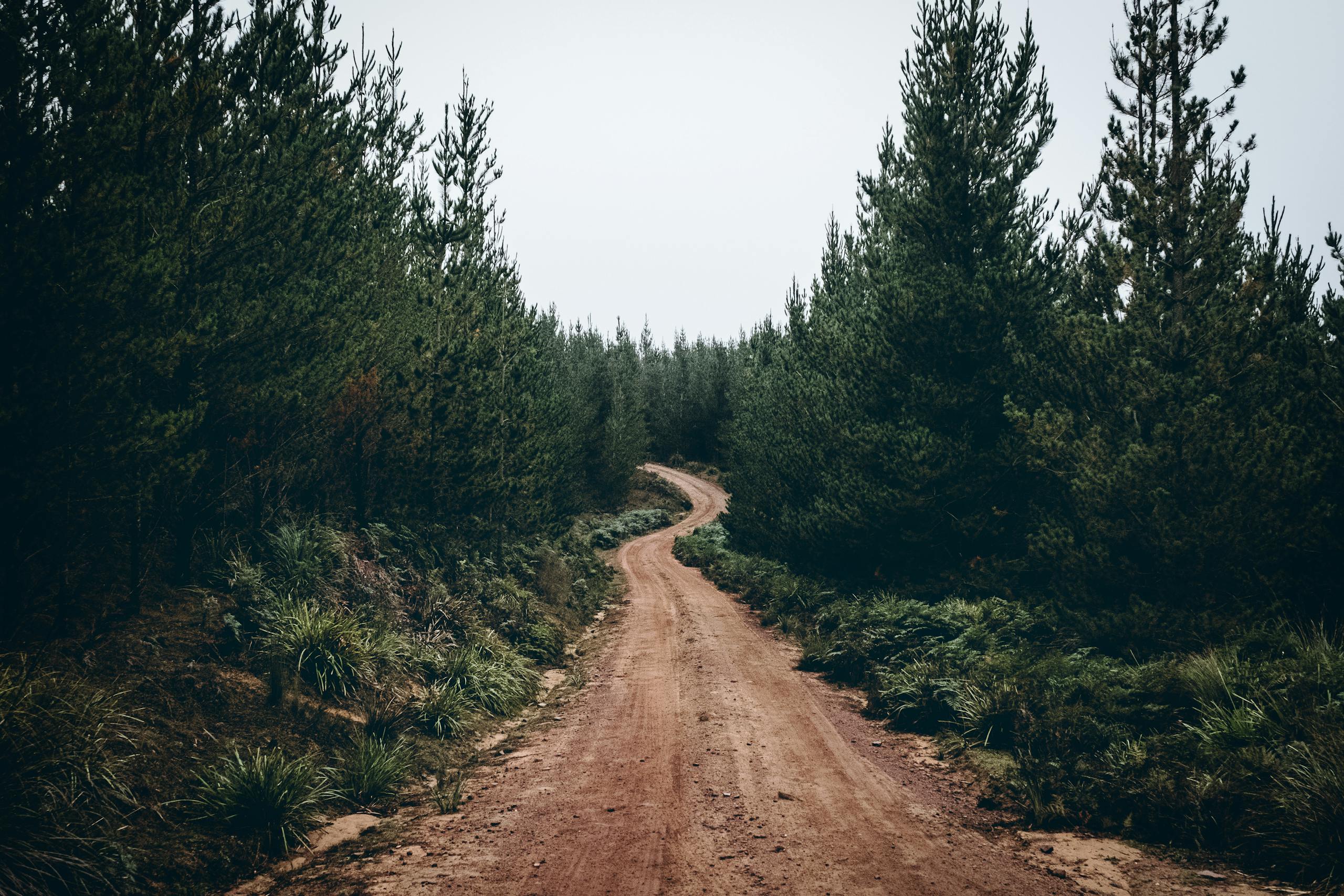 A tranquil dirt road meanders through a lush green conifer forest, conveying a sense of peace and adventure.