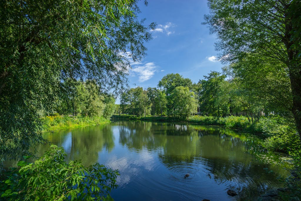 A tranquil lake scene with reflection of trees under a bright summer sky.