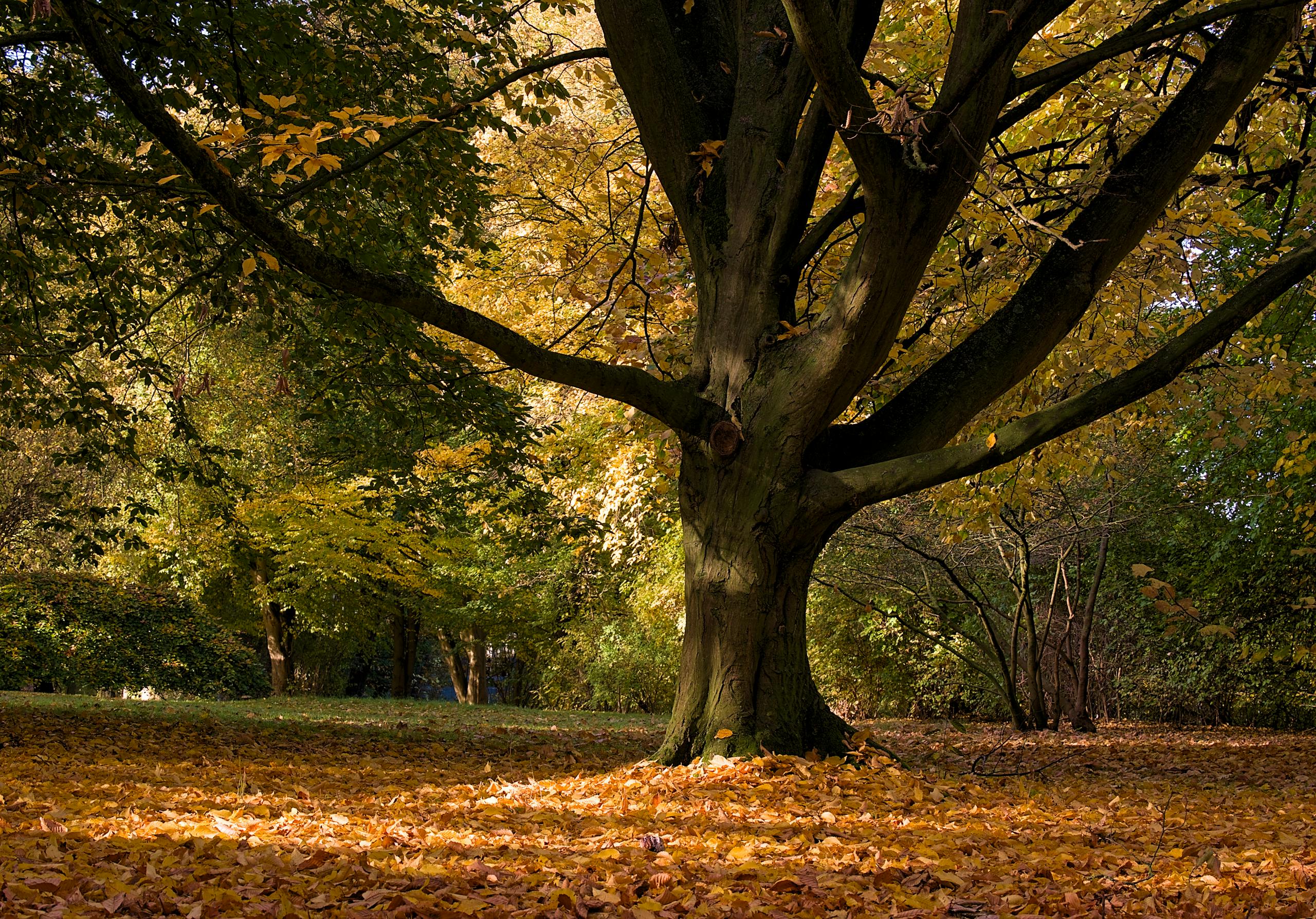 Captivating autumn scene in Salzgitter, Germany, with vibrant foliage and a large tree.