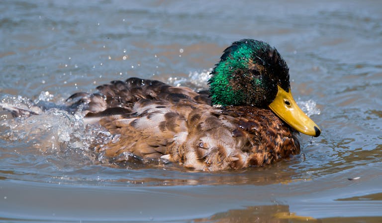 Close-up of a vibrant mallard duck swimming in the water, showcasing its stunning plumage.