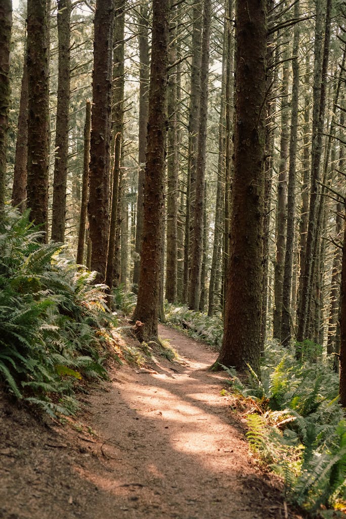 Tranquil forest pathway in Florence, Oregon with sunlit ferns and tall pines.