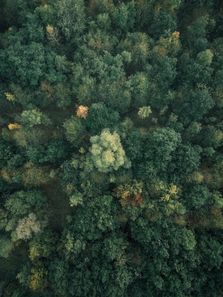 Captivating aerial shot of the green forest in Harz, Deutschland, showcasing dense foliage.