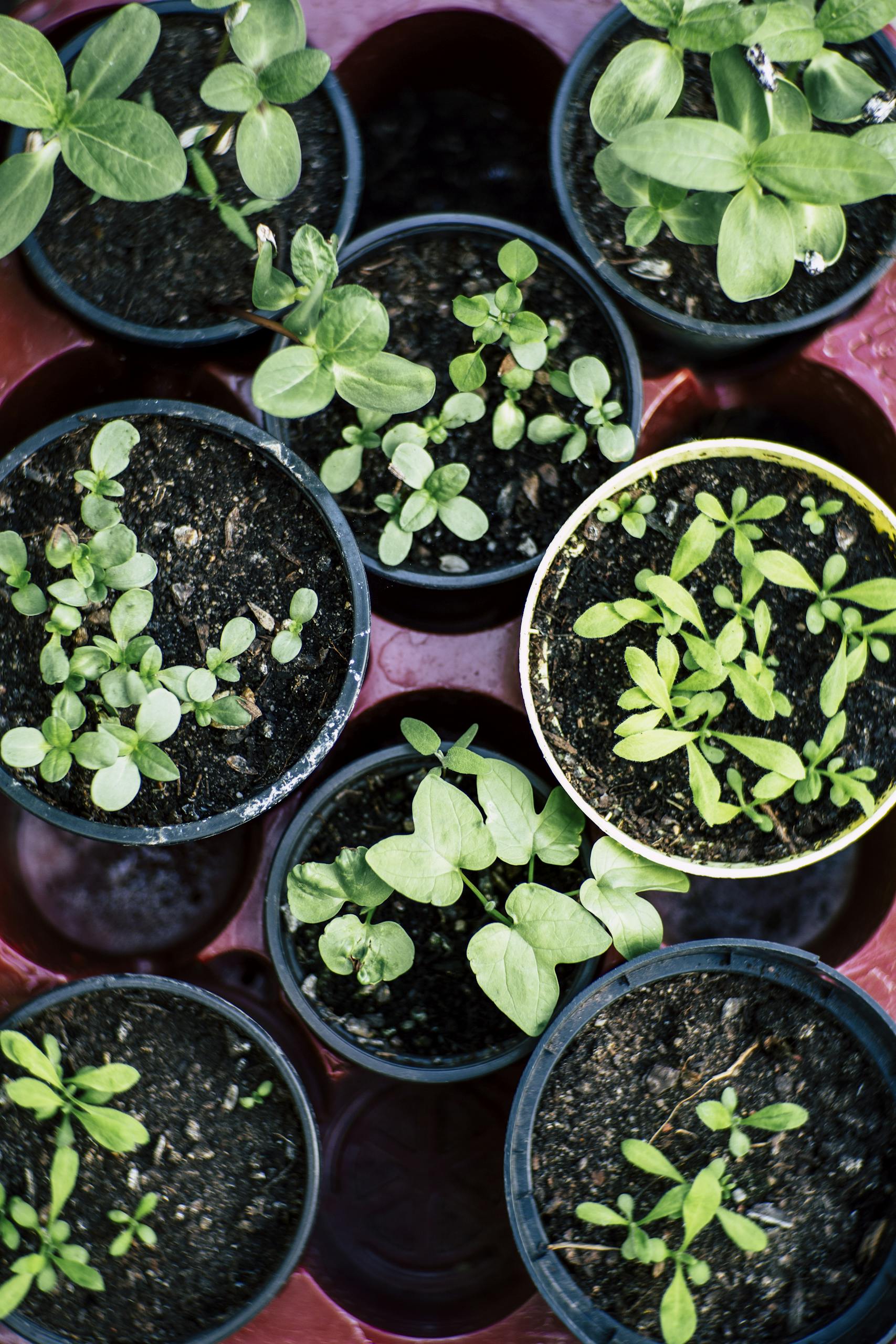 Top view of multiple pots with herb seedlings growing in soil, ideal for gardening enthusiasts.
