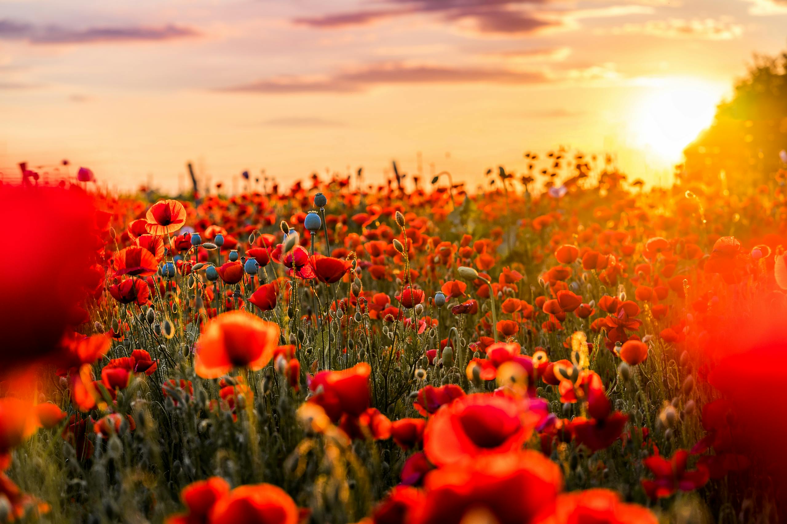 A lush poppy field glowing in the warm light of a sunset, showcasing vibrant red blooms and natural beauty.