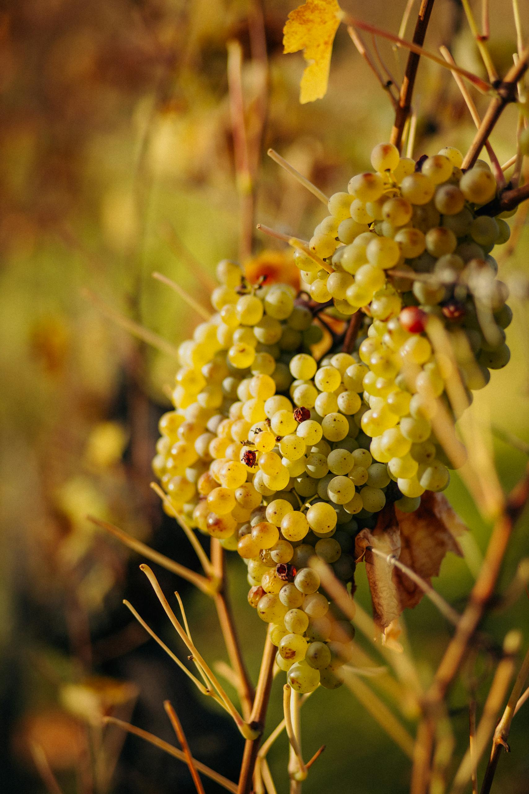 Sunlit golden grapes hanging from a vine in an Austrian vineyard during fall season.