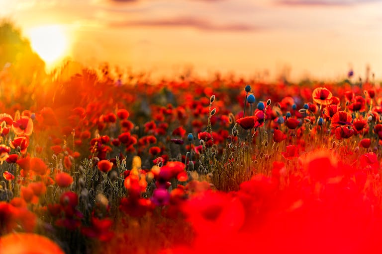 A stunning field of red poppies illuminated by a vibrant sunset, capturing the beauty of summer nature.