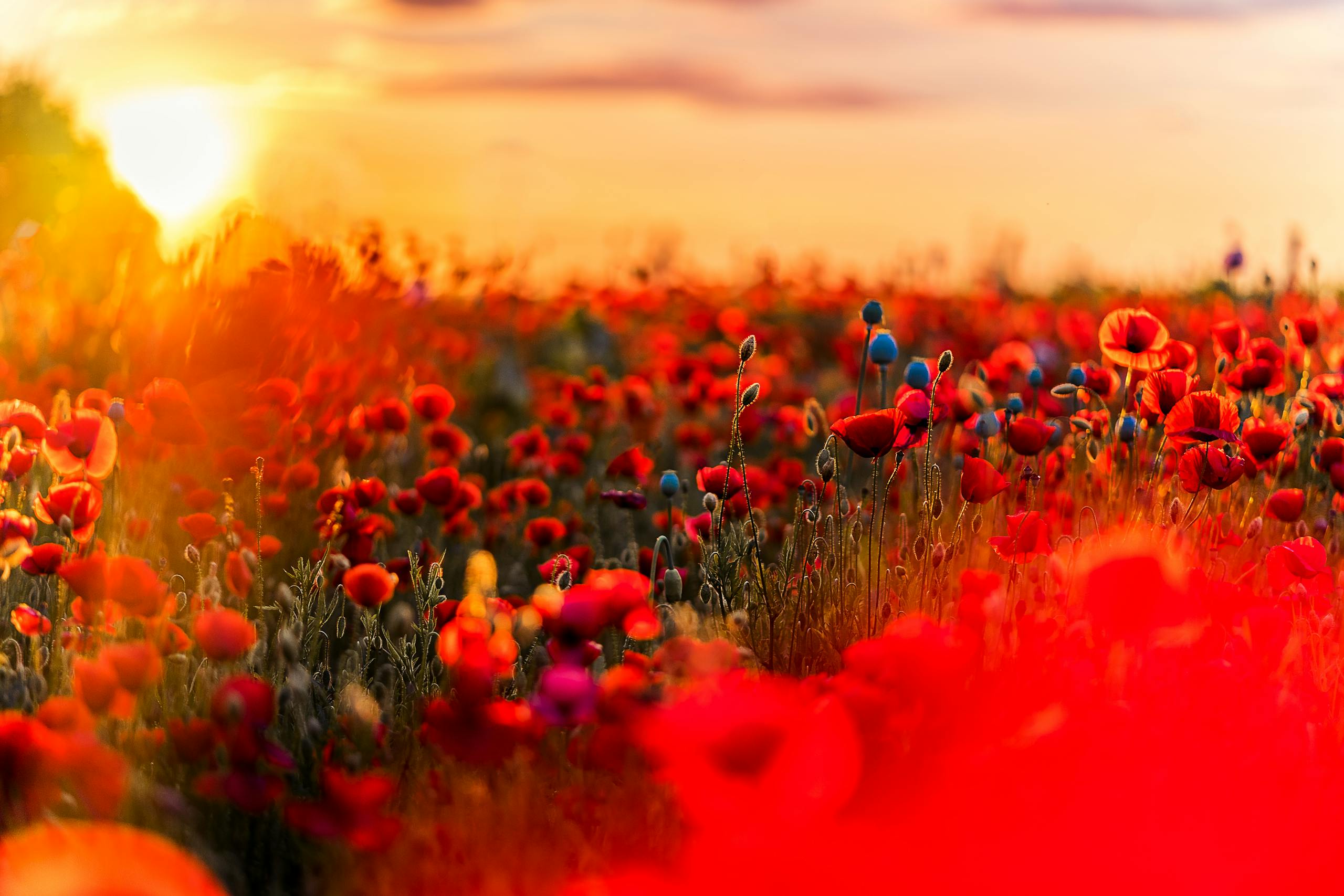 A stunning field of red poppies illuminated by a vibrant sunset, capturing the beauty of summer nature.