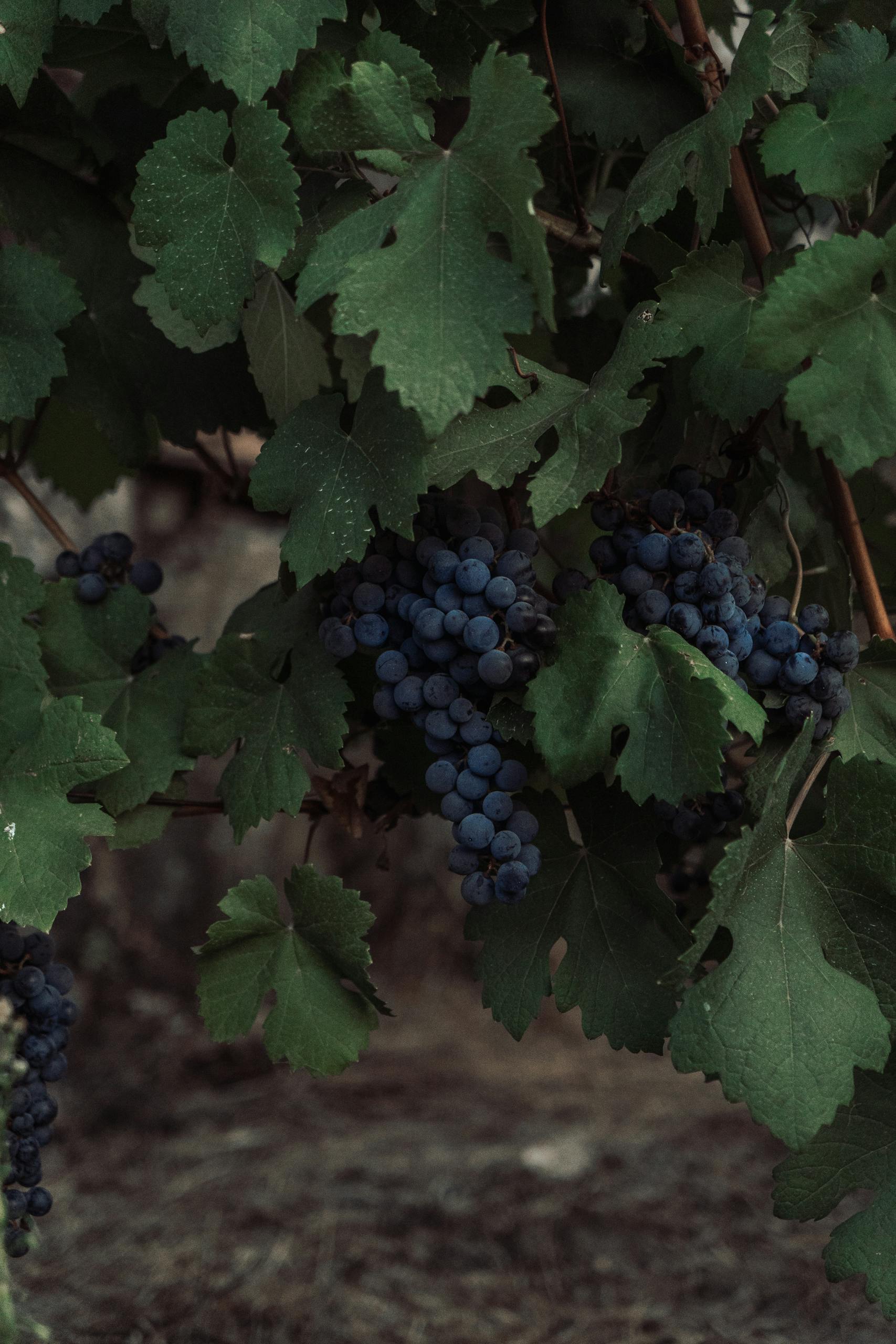 Close-up of a grapevine with ripe purple grapes surrounded by lush green leaves.