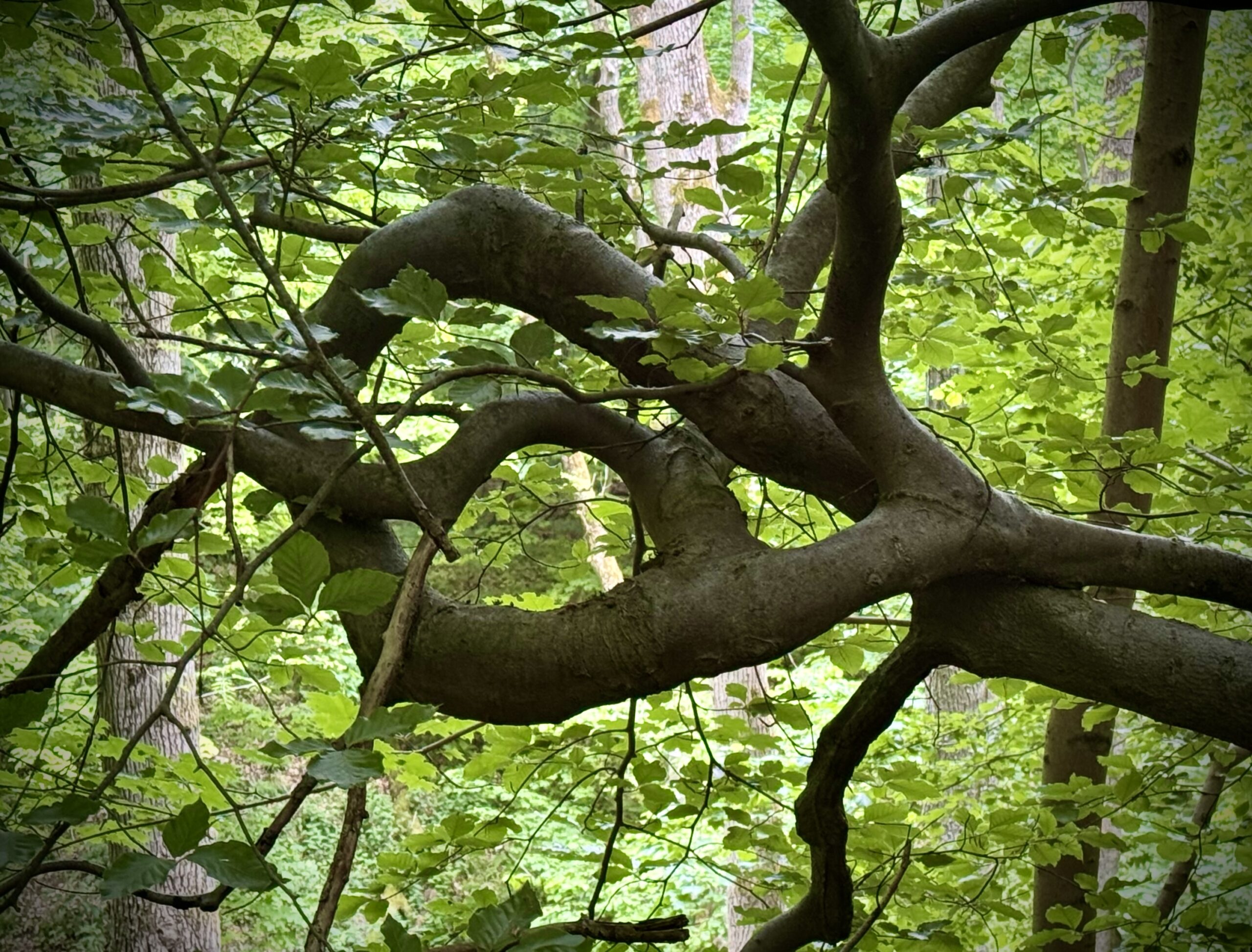 • Handschrift der Natur - Fotografische Spurensuche mit Schrift-ähnlichen Naturformen im Elm, CCMV33 © Bozena Brunner