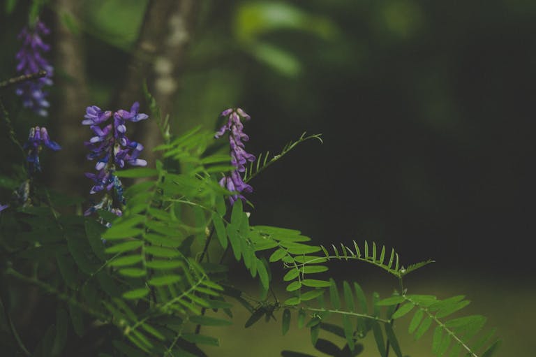 A close-up view of vibrant purple wildflowers amidst lush green foliage in a forest setting.