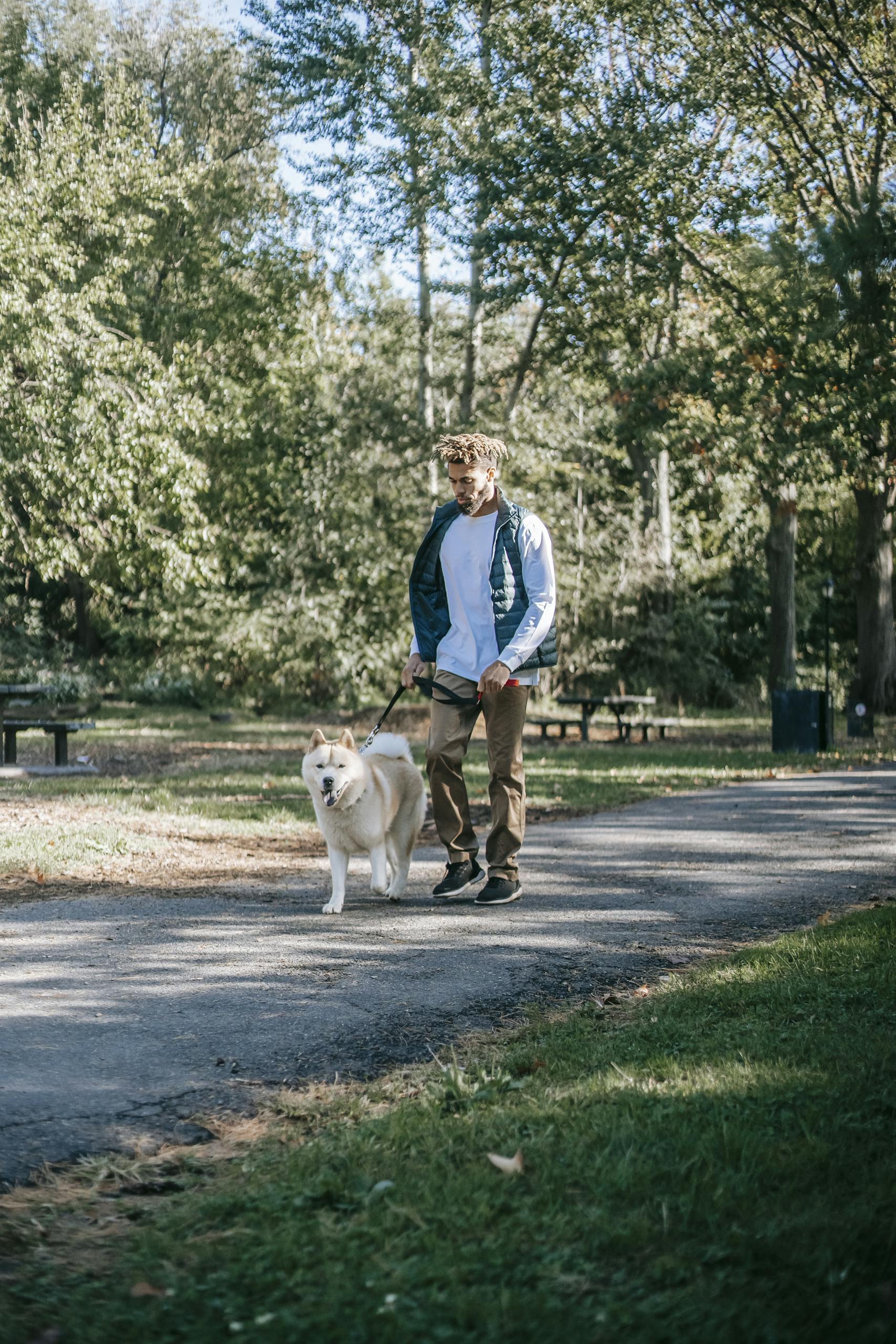 Man walking Akita Inu dog along a park pathway on a sunny day, surrounded by nature.