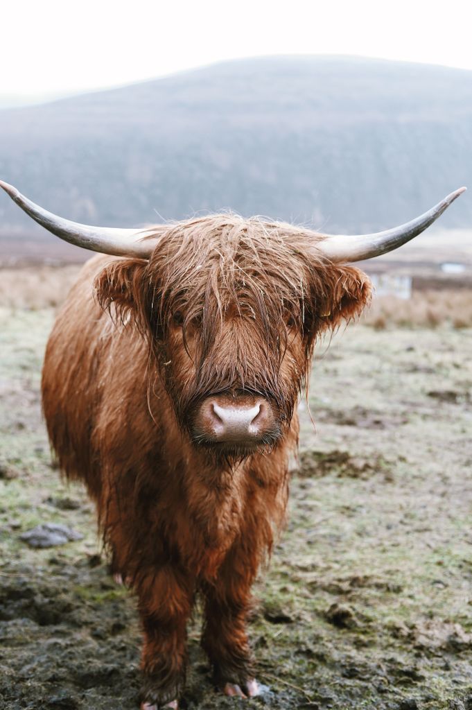 A beautiful highland cow standing in a misty rural field during daytime.